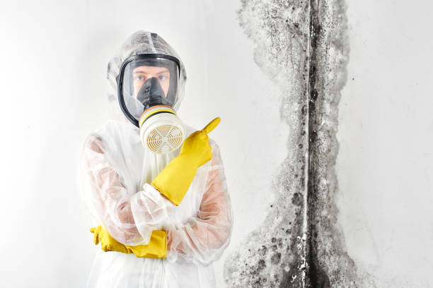 Mold Removal for HVAC Installations