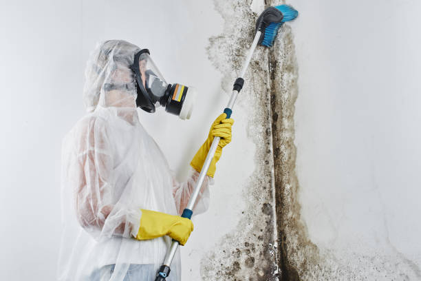 Best Mold Removal for HVAC Installations  in Carthage, NC